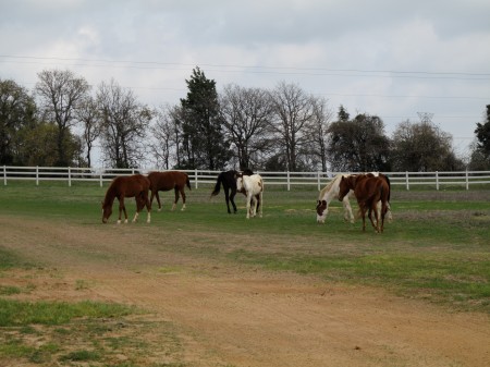 some of my horses!
